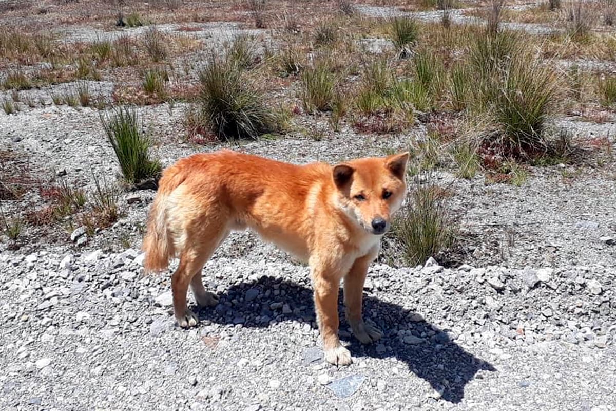 Las muestras de ADN coinciden significativamente con las especies mantenidas en cautiverio