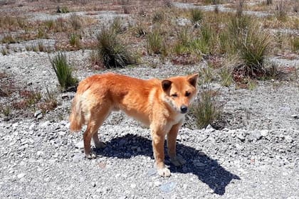 Las muestras de ADN coinciden significativamente con las especies mantenidas en cautiverio