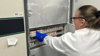 Las muestras de heces sanas se almacenan en un congelador a -80 °C en el Centro de Tratamiento del Microbioma de Birmingham