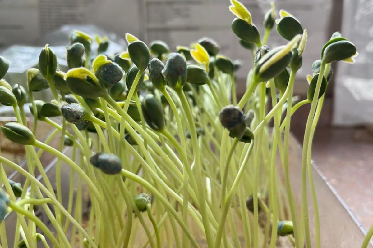 Las muestras en algunos laboratorios arrojaron resultados preocupantes