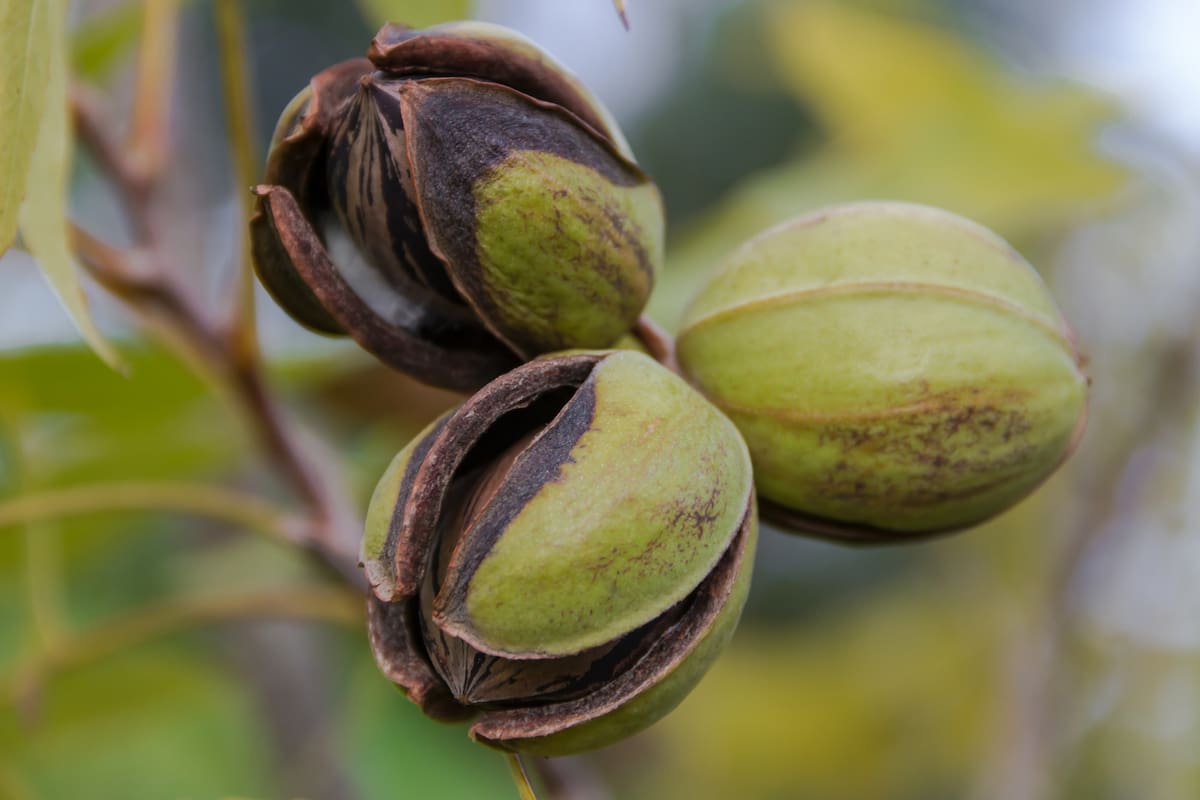 Las mujeres, que son las únicas que pueden recolectar los frutos del karité, encontraron en esta actividad un medio para su desarrollo económico y social