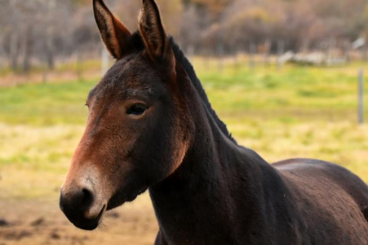 Las mulas suelen ser animales amistosos si se los trata con cariño y paciencia