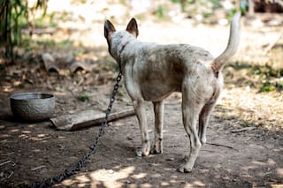Ciudad: aprobaron multas de hasta $42 mil para quienes maltraten a animales