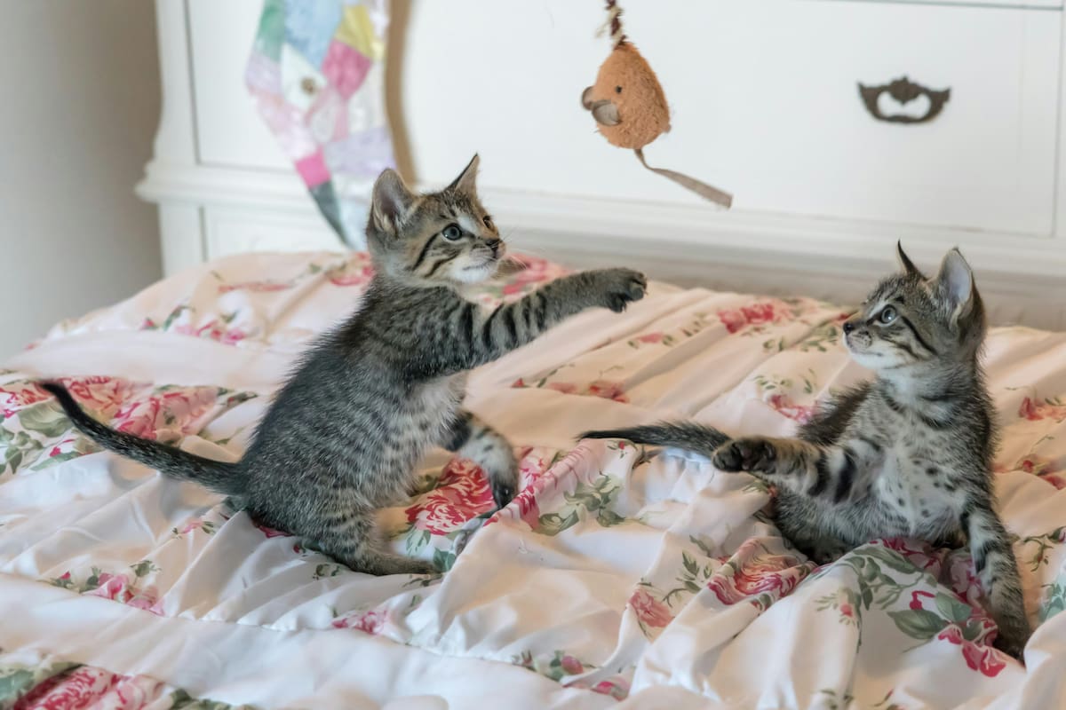 Las múltiples razones de por qué deberías jugar con tu gato