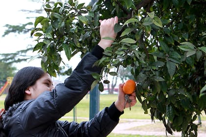 Las naranjas del Parque Thays, al alcance de todos