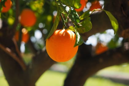 Las naranjas son una fuente de Vitamina C.
