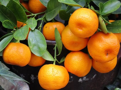 Las naranjas y mandarinas siguen a la expectativa de ser incluidas en el acuerdo comercial con Estados Unidos (Foto de carácter ilustrativo: PIXABAY)