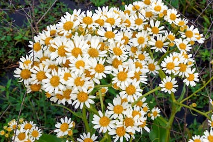 Las nativas, como Senecio bonariensis están adaptadas a suelos pobres, vientos y alternancia de humedad y sequía