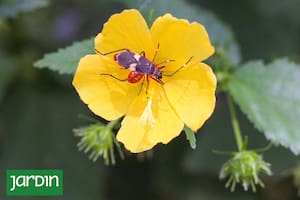 Las nativas otoñales le dan color al jardín