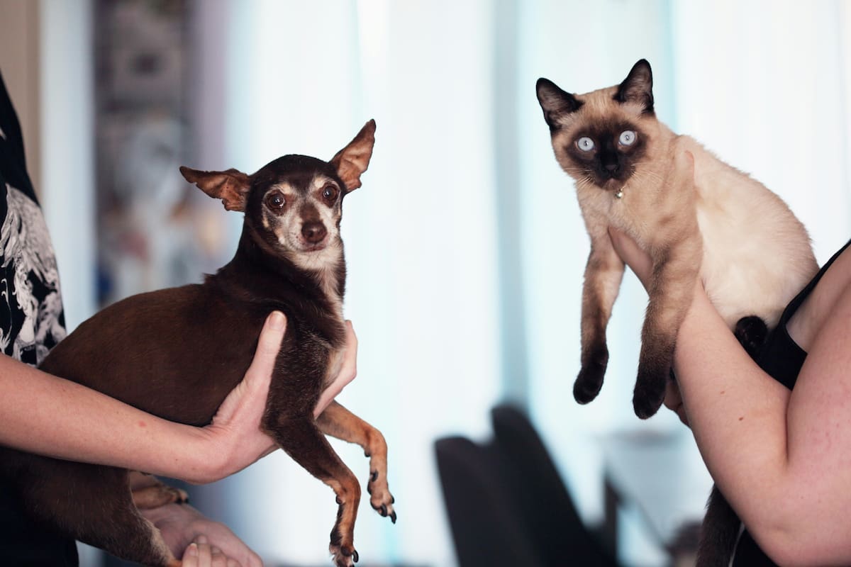 Las necesidades nutricionales de los perros y los gatos son muy diferentes