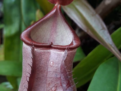Las Nepenthes son las estrellas de Jurassic Plant.