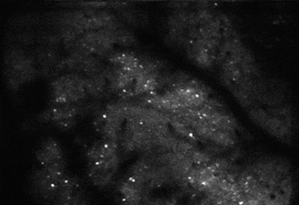 Las neuronas de los ratones se activaban cada vez que pensaban en el patrón de la imagen