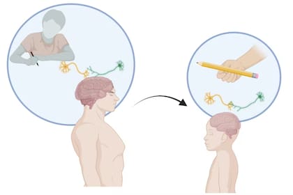 Las neuronas espejo son unas neuronas sorprendentes que participan en procesos tan importantes como el aprendizaje, la empatía y la imitación