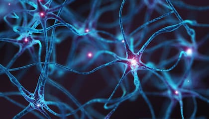 Las neuronas necesitan una buena irrigación sanguínea para funcionar correctamente. A medida que envejecemos, los desechos se acumulan y la memoria se desvanece
