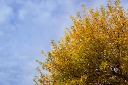 Las nevadas son prácticamente inexistentes durante el otoño en las principales áreas metropolitanas de Texas, siendo un fenómeno excepcional que solo se reporta de forma esporádica en el Panhandle