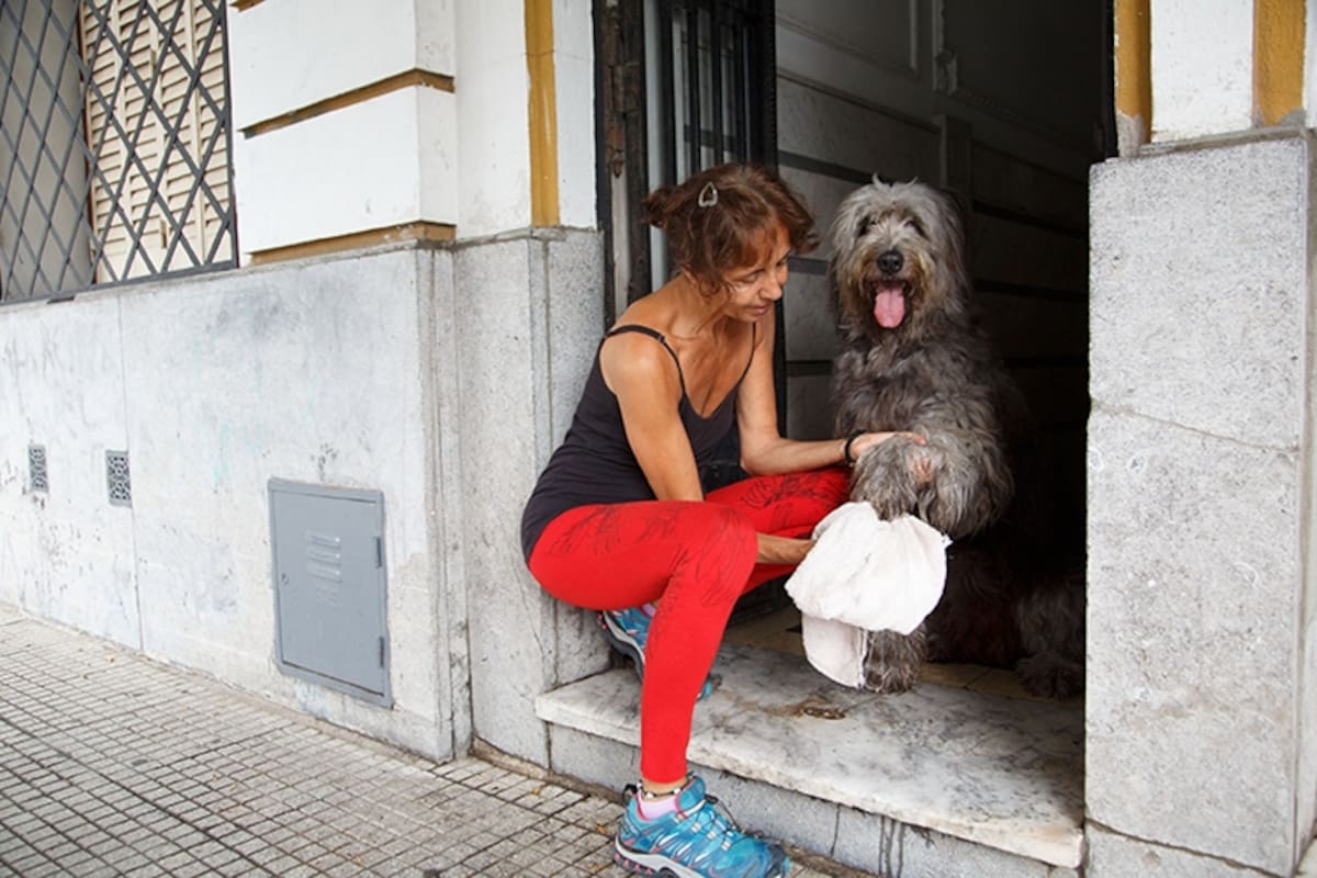 Las normas de aislamiento también afectan el ánimo de los perros,