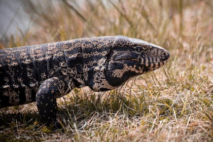 Las normas de Florida y Georgia permiten la captura o eliminación de estos animales, siempre y cuando sea en terrenos privados con autorización del dueño (Canva)