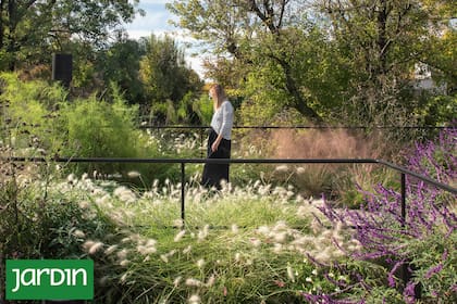 Las nubes rosadas de Muhlenbergia capillaris, el verde de la Muhlenbergia dumosa y las espigas de Pennisetum villosum