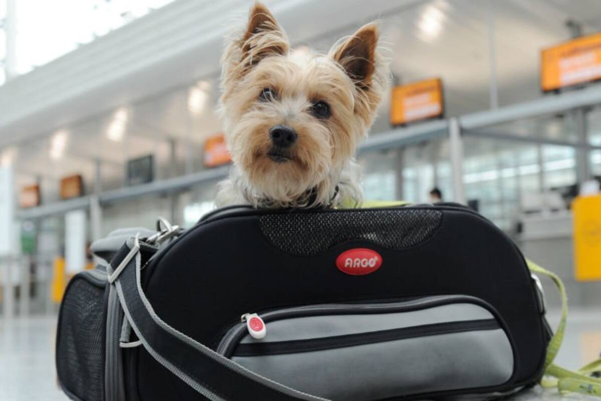 Las nuevas normas para viajar con mascotas estarán vigentes de el 1 de agosto (Archivo)