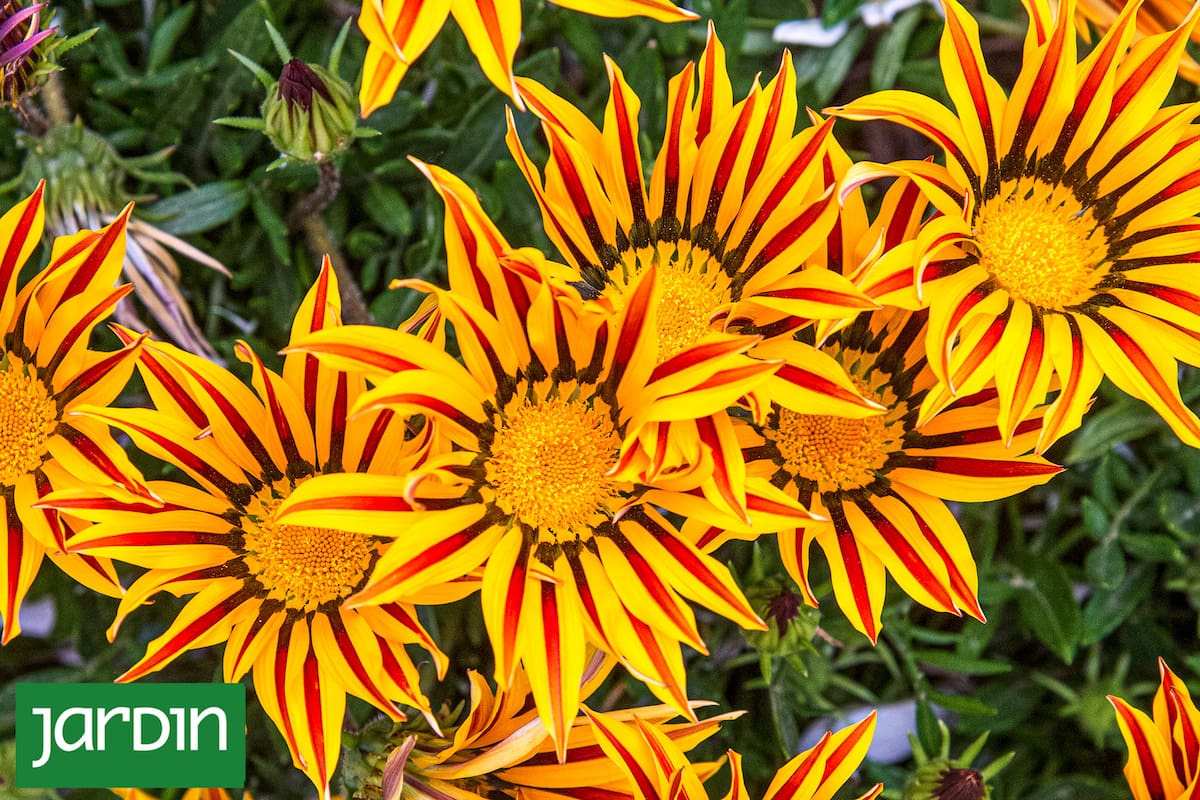 Las nuevas tendencias en jardinería apuntan hacia jardines de estilo naturalista, fundamentalmente cuando no se desea consumir más agua que la imprescindible