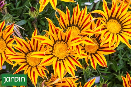 Las nuevas tendencias en jardinería apuntan hacia jardines de estilo naturalista, fundamentalmente cuando no se desea consumir más agua que la imprescindible