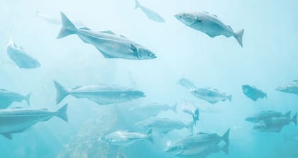 Las olas de calor marinas pueden afectar especies que viven en o cerca del fondo marino, como corales, esponjas, mejillones, estrellas de mar, merluzas y lenguados