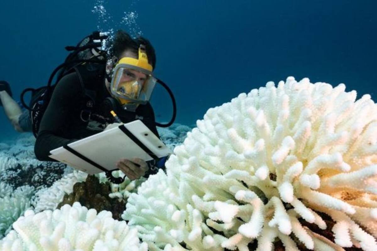 Las olas de calor marino han blanqueado y matado arrecifes coralinos