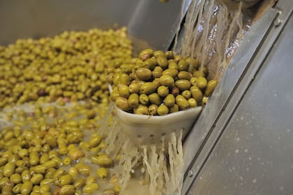 Las olivas seleccionadas