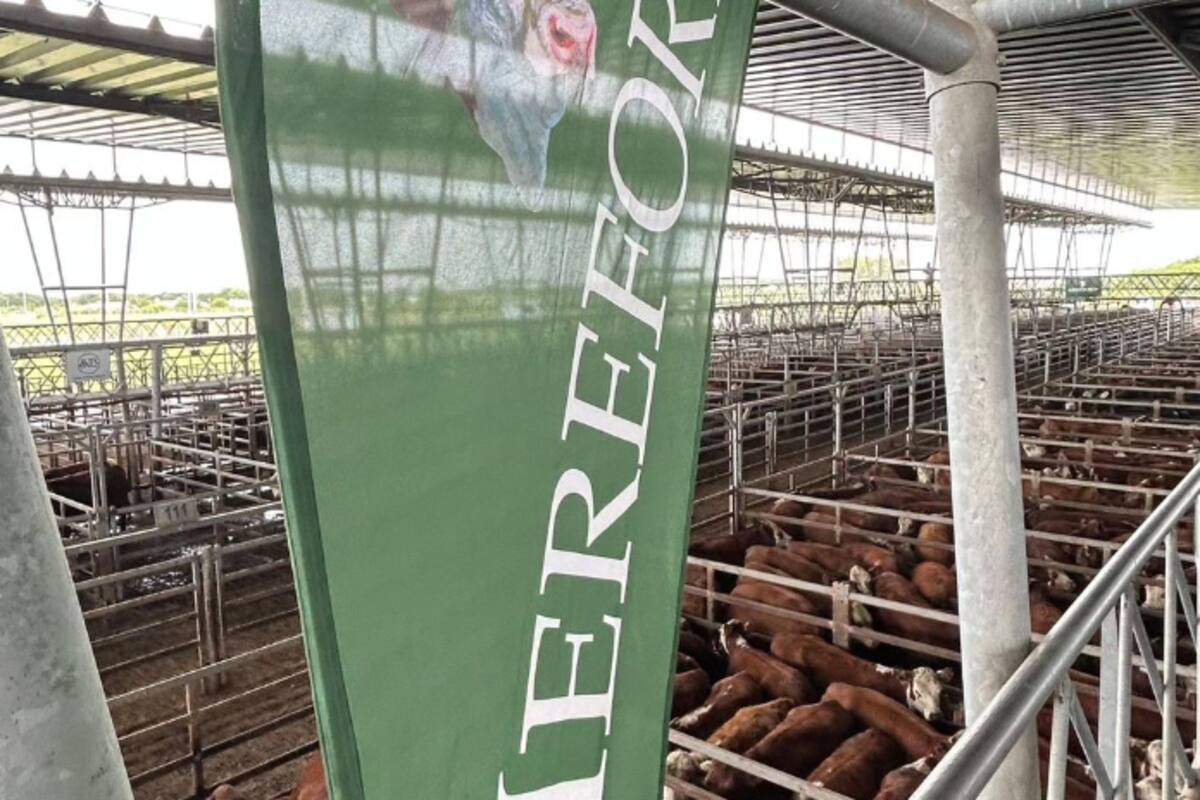 Las operaciones se concretaron con buen interés y trámite ágil y se otorgaron valores por encima de los niveles registrados en la rueda del miércoles, de acuerdo a la calidad de cada lote expuesto