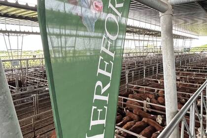 Las operaciones se concretaron con buen interés y trámite ágil y se otorgaron valores por encima de los niveles registrados en la rueda del miércoles, de acuerdo a la calidad de cada lote expuesto