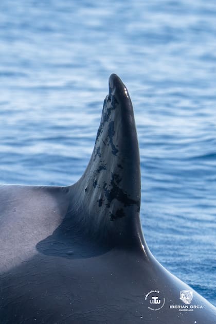 Las orcas ibéricas son una subespecie diferente a las atlánticas y están en peligro de extinción