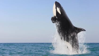 Las orcas interactuan con los barcos, en algunos casos, hasta hundirlos