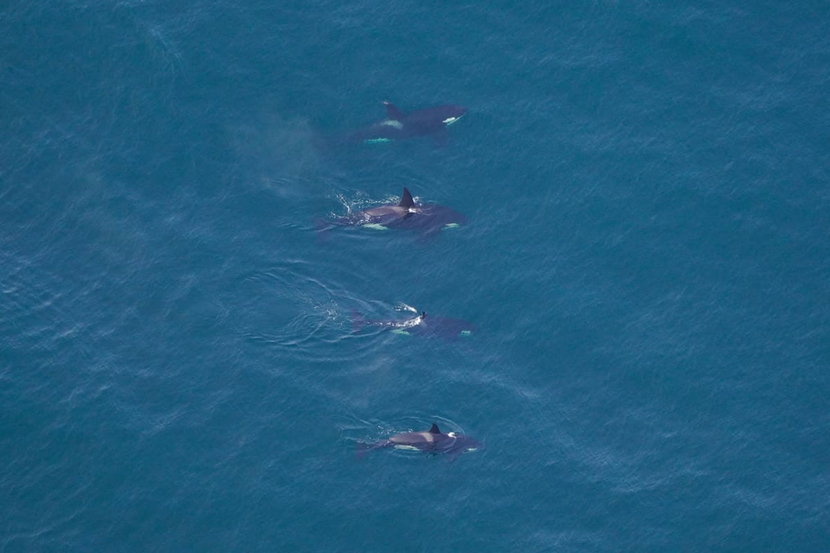 Las orcas nadaban alineadas y en grupo, algo que los expertos calificaron como "increíble"