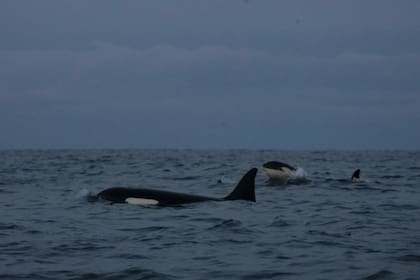 Las orcas salvajes rara vez embisten botes