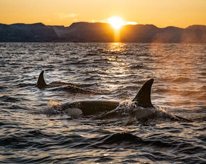Las orcas son capaces de comunicarse entre ellas con sonidos