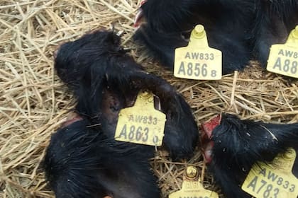 Las orejas con las caravanas en un campo de Litín