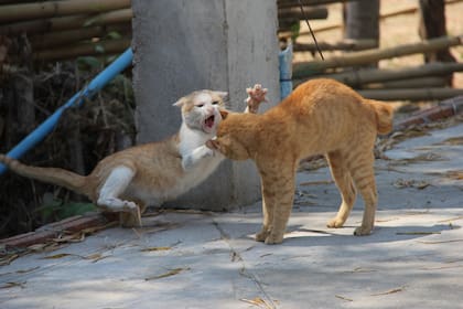 Las orejas hacia atrás, la cola erizada y la espalda arqueada son señales de que un gato es agresivo