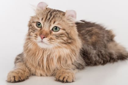 Las orejas rizadas y delicadas del American Curl son su principal distinción