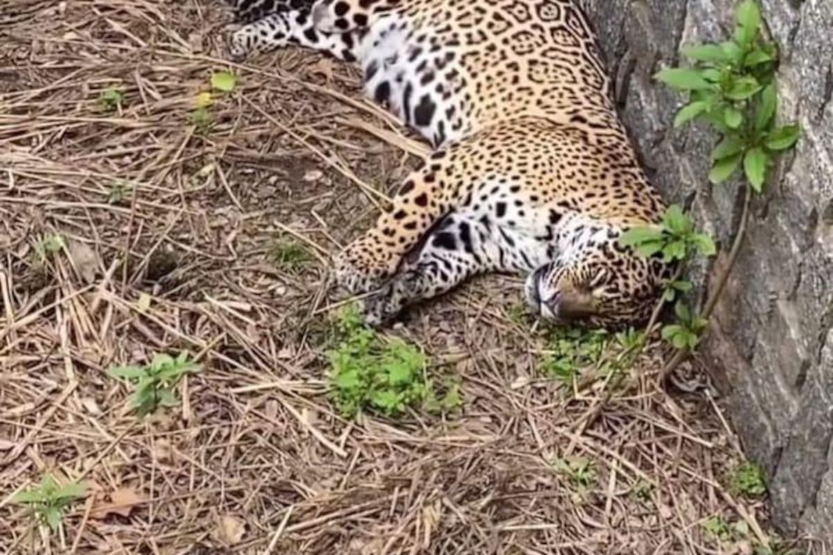 Las organizaciones apuntan que dos días después de haber sido trasladada desde Chaco a Buenos Aires, la yaguareté parió un cachorro, cuando hablaban de un traslado por el deterioro de su salud