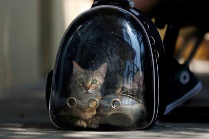 Las organizaciones de animales aseguran que muchas familias prefieren no revelar que la causa del abandono de la mascota fue una detención