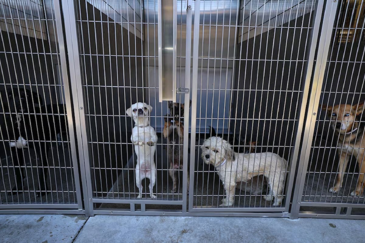 Las organizaciones de protección animal en Estados Unidos advierten que los refugios están colapsados debido al aumento de mascotas abandonadas tras la deportación de sus dueños