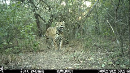 Las organizaciones redoblan esfuerzos para que la especie vuelva a poblar el Gran Chaco argentino (Foto: Rewilding Argentina)