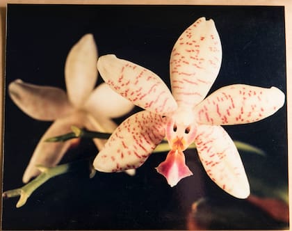 Las orquídeas eran su gran pasión