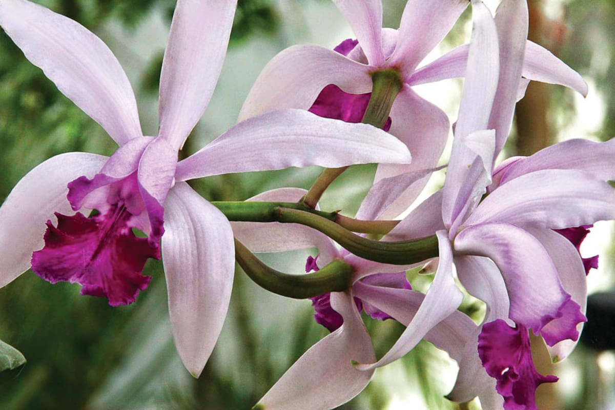 Las orquideas son las flores más evolucionadas pero están en riesgo