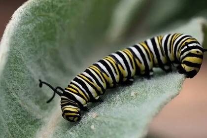 Las orugas de mariposas monarca tienen mecanismos que las hacen inmunes a las toxinas de la planta de algodoncillo