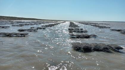 Las otras en proceso de engorde, en la parcela de Bahía Anegada.