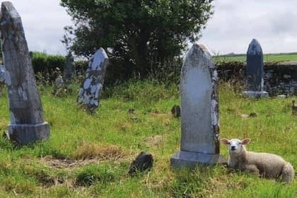 Las ovejas estaban realizando una técnica que se utiliza para limpiar cementerios y otros terrenos llamada