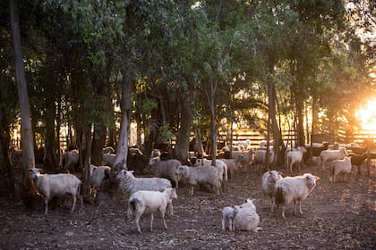 Las ovejas se convirtieron en protagonistas, gracias a la producción de quesos