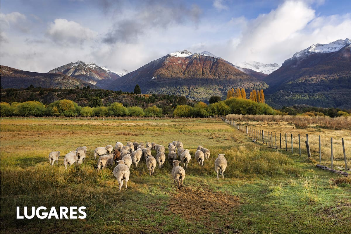 Las ovejas son protagonistas en los cuatro valles de este pueblo patagónico