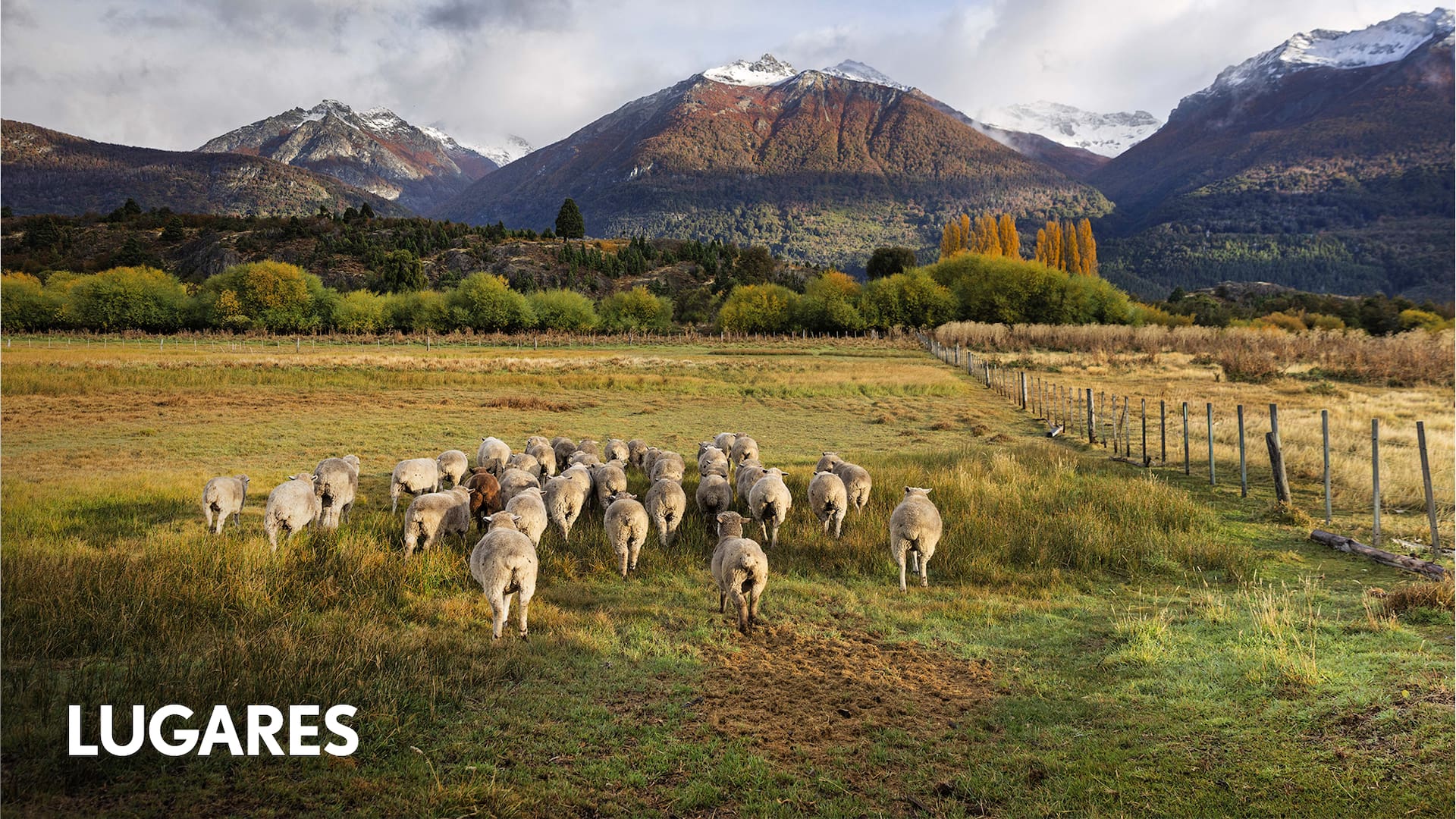 Las ovejas son protagonistas en los cuatro valles de este pueblo patagónico